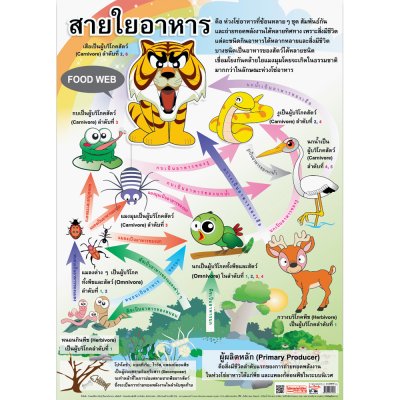 โปสเตอร์ความรู้ โปสเตอร์การศึกษา สายใยอาหาร Food Web EP-104