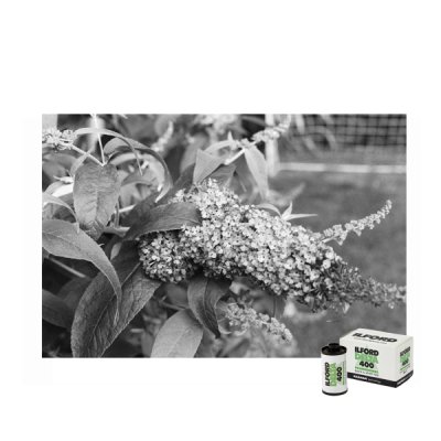ILFORD DP400 135 36exp