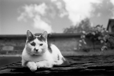 KENTMERE PAN 100 135 36exp