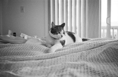 KENTMERE PAN 100 135 36exp