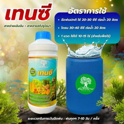 เทนซี