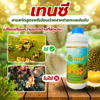 เทนซี