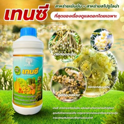 เทนซี
