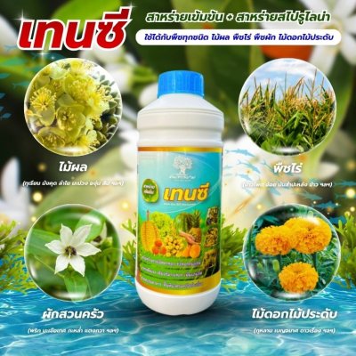 เทนซี