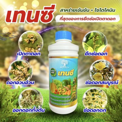 เทนซี