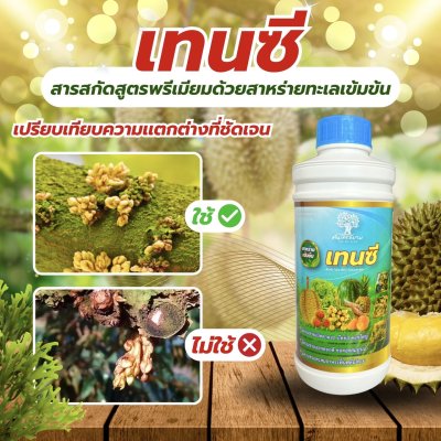 เทนซี