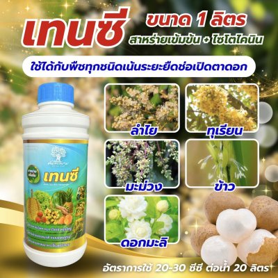 เทนซี