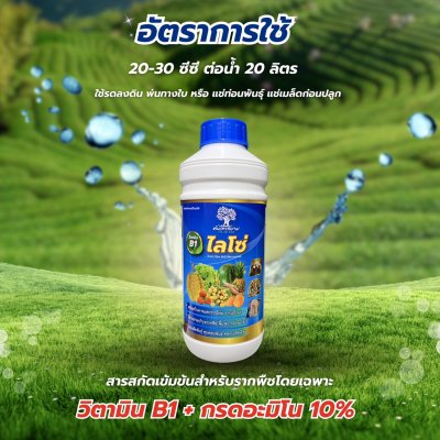ไลโซ่