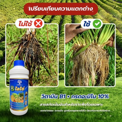 ไลโซ่