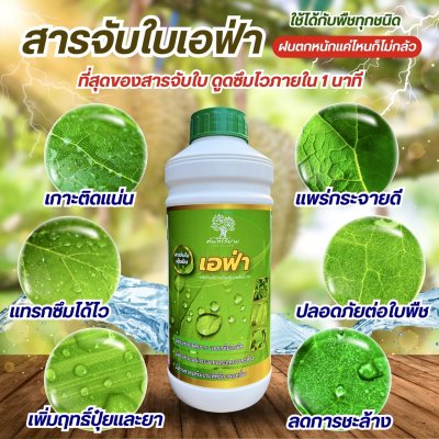 เอฟ่า