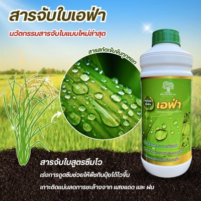 เอฟ่า