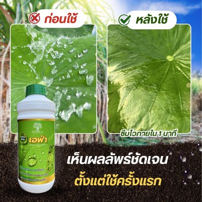 เอฟ่า