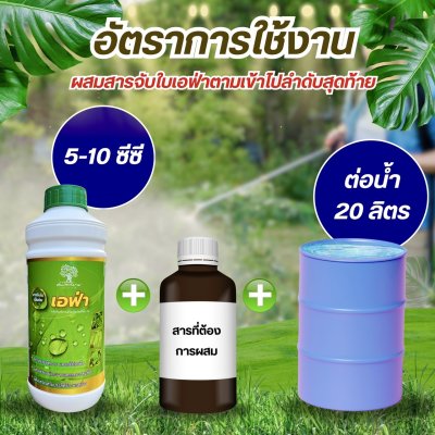 เอฟ่า