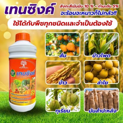 เทนซิงค์