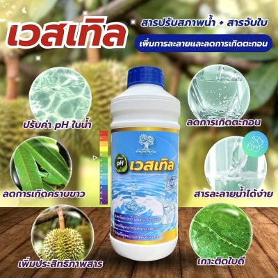 เวสเทิล