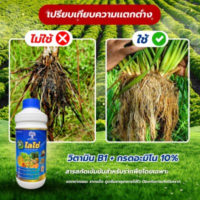 ไลโซ่