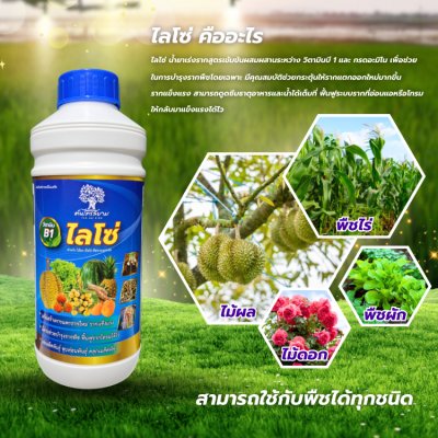 ไลโซ่