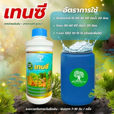 เทนซี