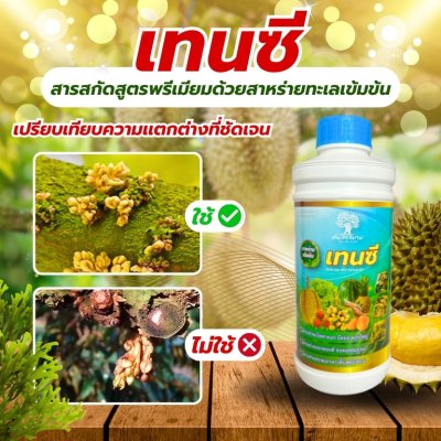 เทนซี