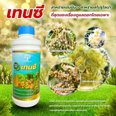 เทนซี