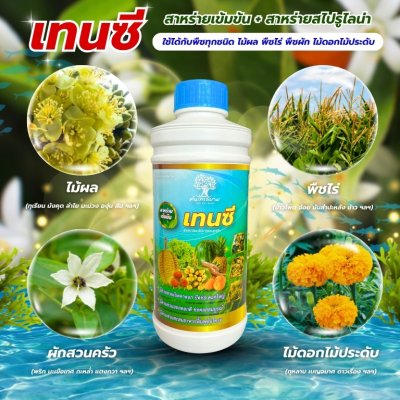 เทนซี