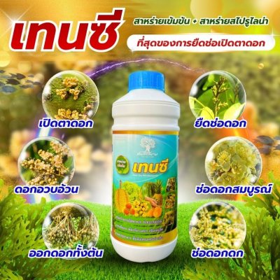 เทนซี
