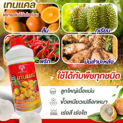 เทนเเคล