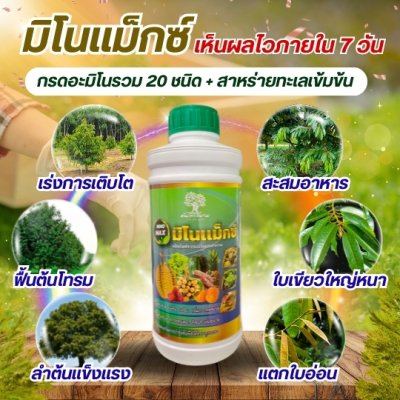 มิโนเเม็กซ์