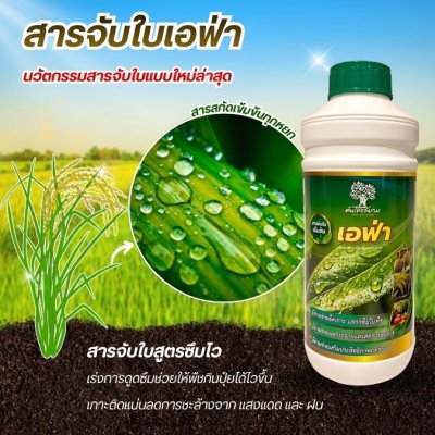 เอฟ่า