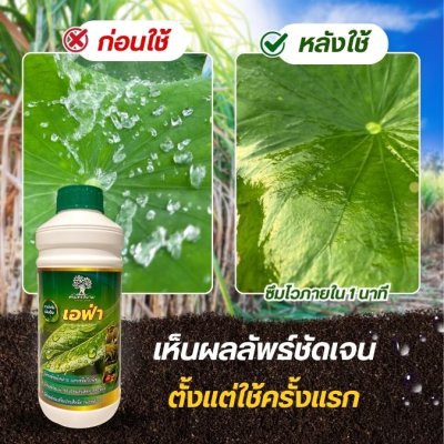 เอฟ่า