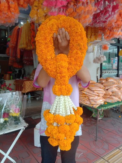 พวกมาลัยรัดข้อดาวเรือง อุบะรัดข้อพุ่มดาวเรือง
