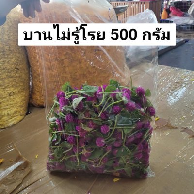 บานไม่รู้โรย 500 กรัม