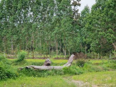 ขายที่ดิน บ้านไพบูลย์ ตำบลหนองช้างใหญ่ อำเภอม่วงสามสิบ จังหวัดอุบลราชธานี