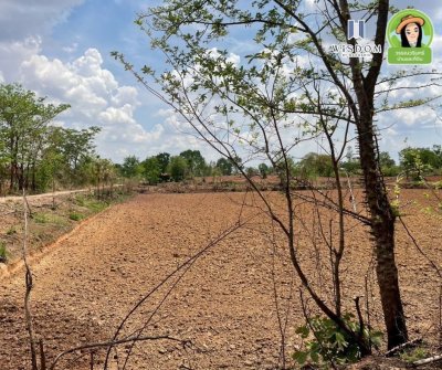 ขายที่ดินแปลงใหญ่ อ.เขมราฐ จ.อุบลราชธานี