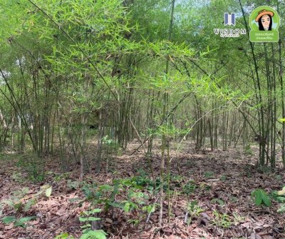 ขายที่ดินแปลงใหญ่ อ.เขมราฐ จ.อุบลราชธานี