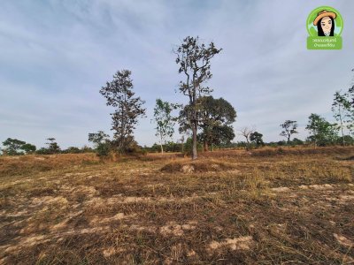 ที่นาติดถนนหลักตำบลยางสักกระโพหลุ่ม