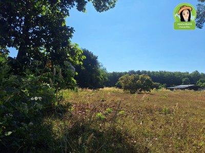 ที่ดินเปล่า ใกล้เทศบาลตำบลบุ่งไหม อำเภอวารินชำราบ