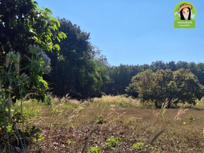 ที่ดินเปล่า ใกล้เทศบาลตำบลบุ่งไหม อำเภอวารินชำราบ