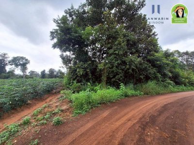 ที่นาแปลงยาว หลังโกลบอลเฮ้าส์