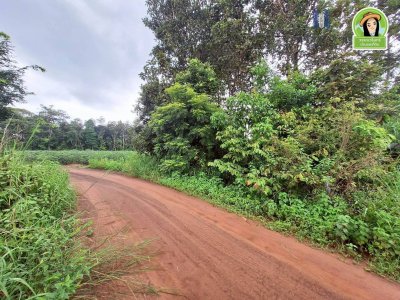 ที่นาแปลงยาว หลังโกลบอลเฮ้าส์