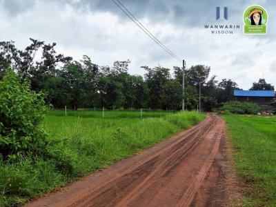 ที่นาแปลงยาว หลังโกลบอลเฮ้าส์