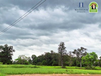 ที่นาแปลงยาว หลังโกลบอลเฮ้าส์