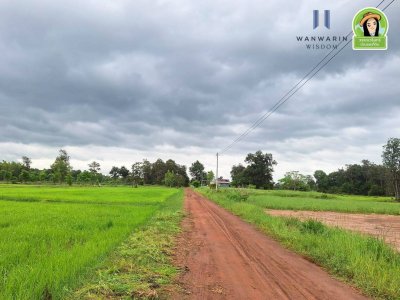 ที่นาแปลงยาว หลังโกลบอลเฮ้าส์