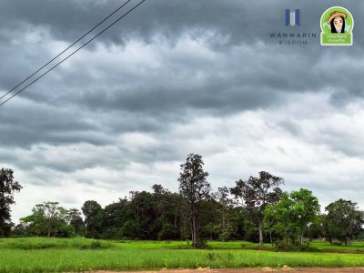 ที่นาแปลงยาว หลังโกลบอลเฮ้าส์