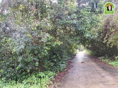 ที่ดินเปล่า ในซอยนาดูน2 หลังปั้มน้ำมันบางจากดีเยี่ยม ต.ขามใหญ่