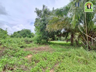 ที่ดินเปล่า โซนไร่น้อย หลังโรงแรม B2 ห่างถนนอุบล-ตระการ