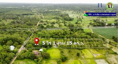 สวนยางแปลงใหญ่ในหมู่บ้านท่าเมือง ต.ท่าเมือง อ.ดอนมดแดง