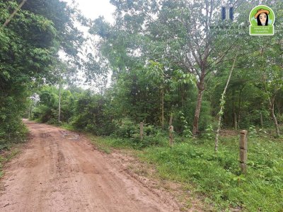 สวนยางแปลงใหญ่ในหมู่บ้านท่าเมือง ต.ท่าเมือง อ.ดอนมดแดง