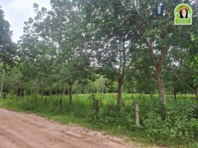 สวนยางแปลงใหญ่ในหมู่บ้านท่าเมือง ต.ท่าเมือง อ.ดอนมดแดง