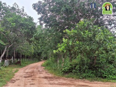 สวนยางแปลงใหญ่ในหมู่บ้านท่าเมือง ต.ท่าเมือง อ.ดอนมดแดง